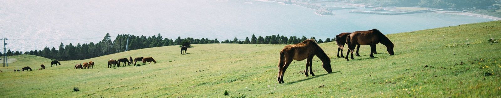 馬の放牧